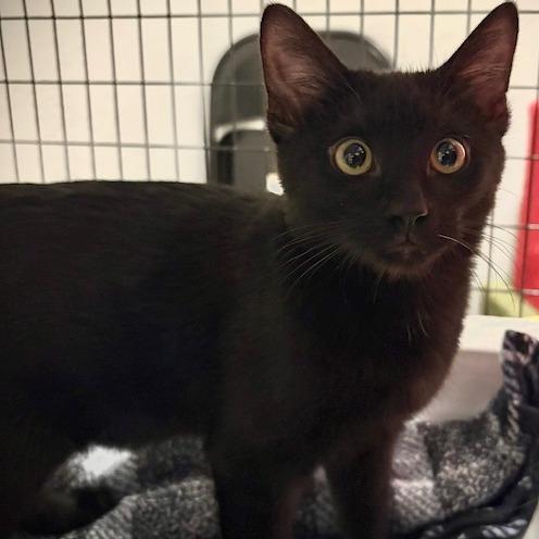 Enlarge Eddie Brock, a Adoptable Domestic Short Hair in Talent, OR image 4/4