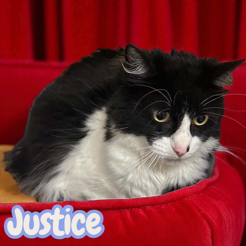 Justice, Adoptable, Adult Male Domestic Medium Hair.