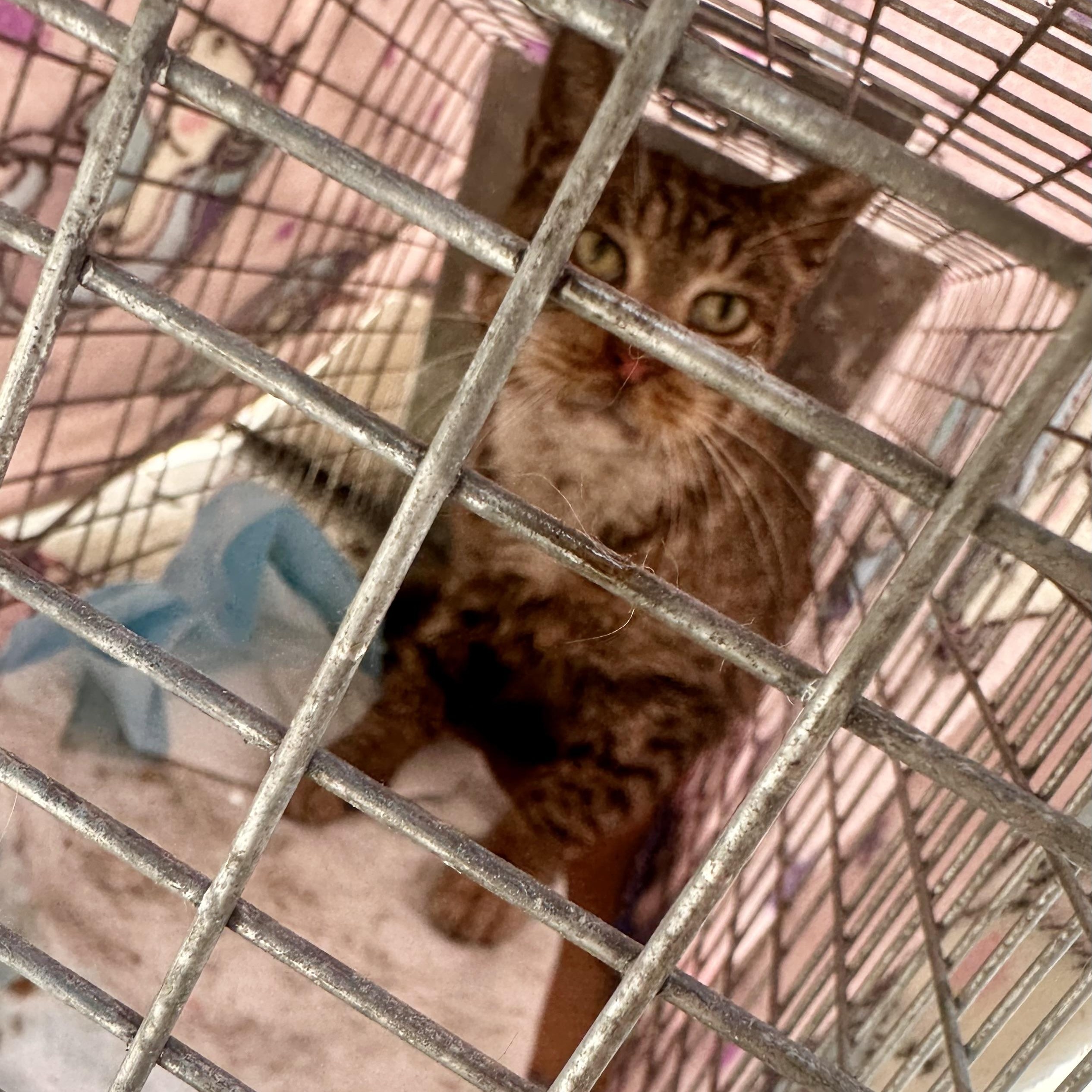 Daly (urgent foster or adopter needed), a Adoptable American Shorthair in Brooklyn, NY image 3/5