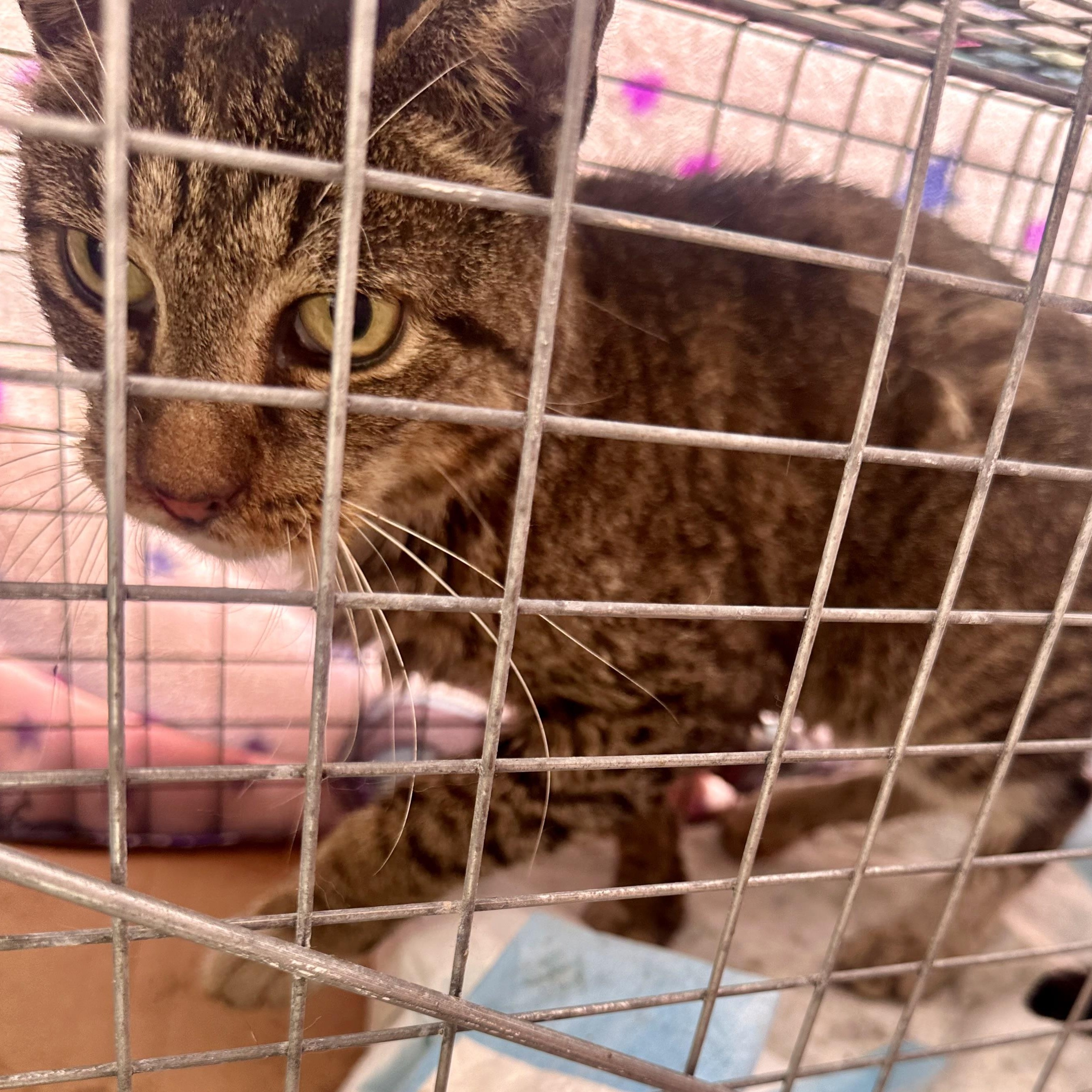 Daly (urgent foster or adopter needed), a Adoptable American Shorthair in Brooklyn, NY image 2/5