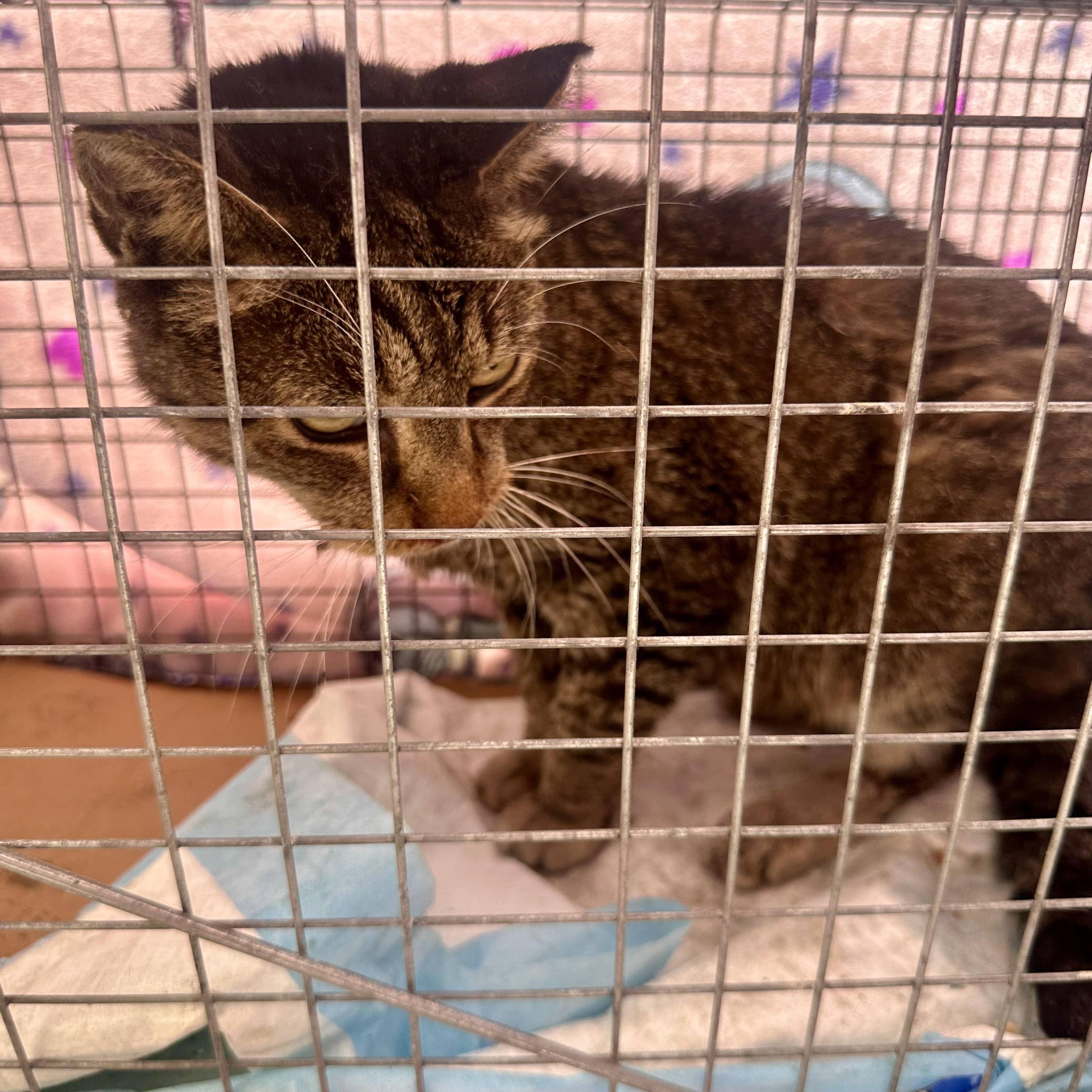 Daly (urgent foster or adopter needed), a Adoptable American Shorthair in Brooklyn, NY image 4/5