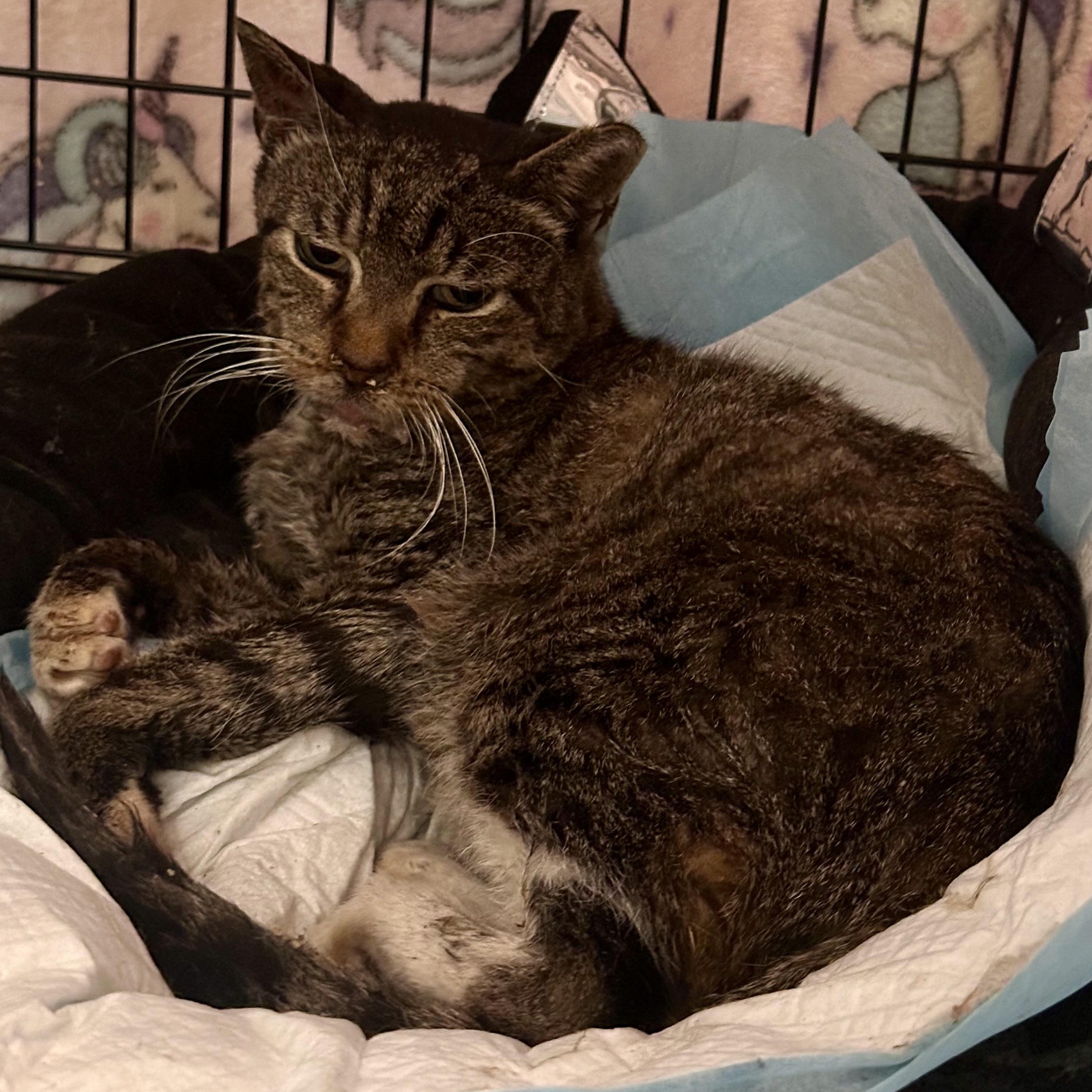 Daly (urgent foster or adopter needed), Adoptable, Adult Male American Shorthair.