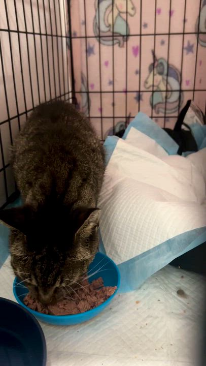 Enlarge Daly (urgent foster or adopter needed), a Adoptable American Shorthair in Brooklyn, NY video 5/5