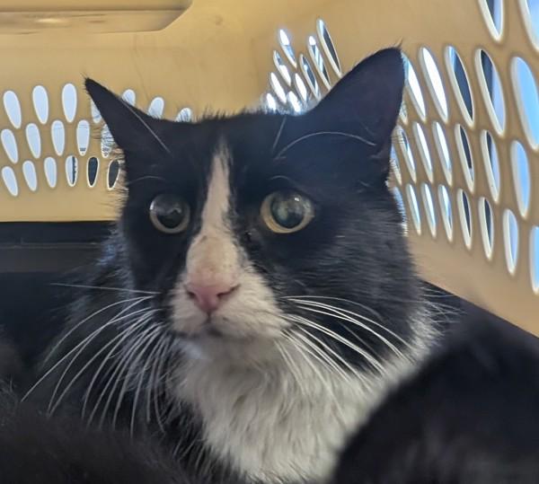 Avery, Adoptable, Adult Female Domestic Short Hair.