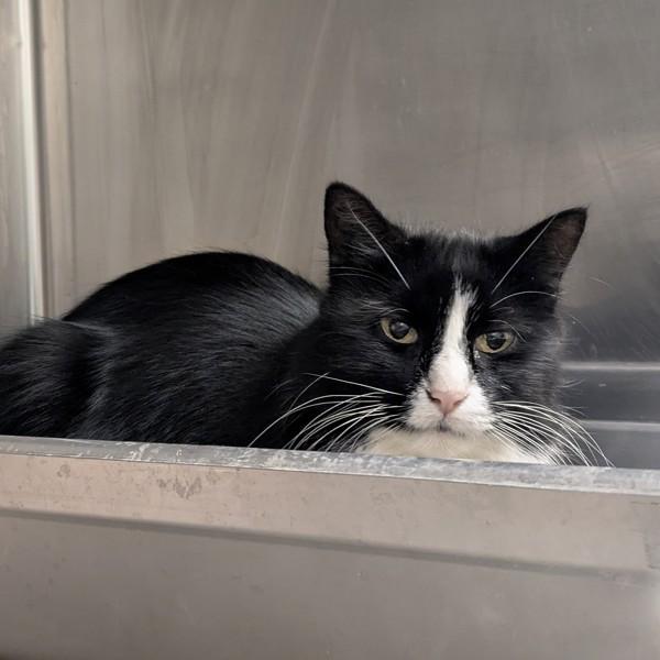 Enlarge Avery, a Adoptable mixed breed in Des Moines, IA image 2/3