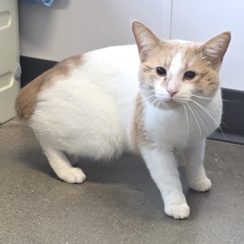 Kang the Conqueror, Adoptable, Adult Male Manx & Domestic Short Hair.