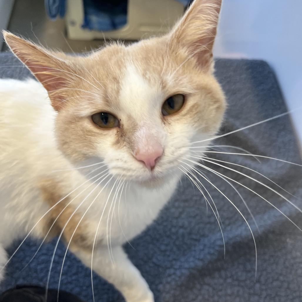 Enlarge Kang the Conqueror, a Adoptable mixed breed in Fort Wayne, IN image 4/6