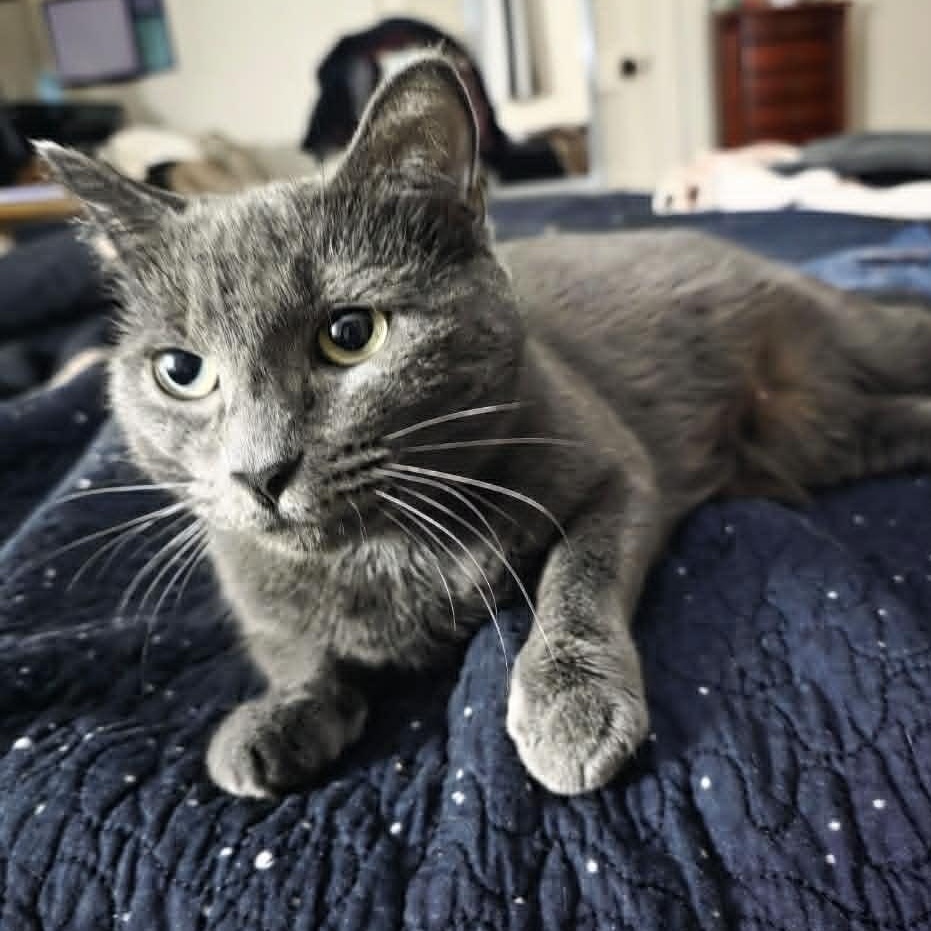 Lynley, adopted, Young Female Domestic Short Hair.