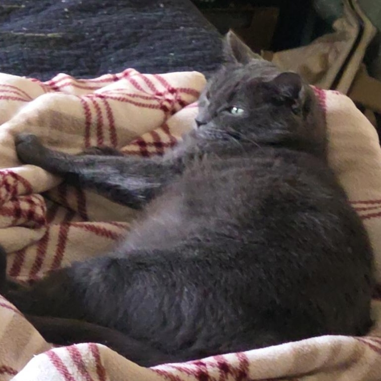 Enlarge Lynley, an adopted Domestic Short Hair in Waynesville, NC image 4/5