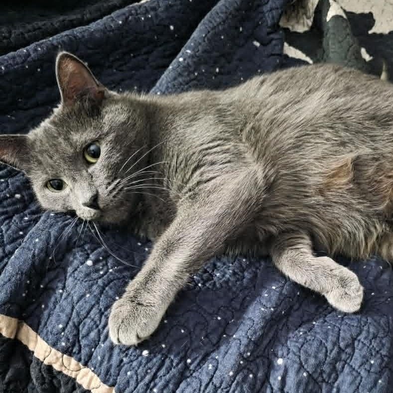 Enlarge Lynley, an adopted Domestic Short Hair in Waynesville, NC image 5/5