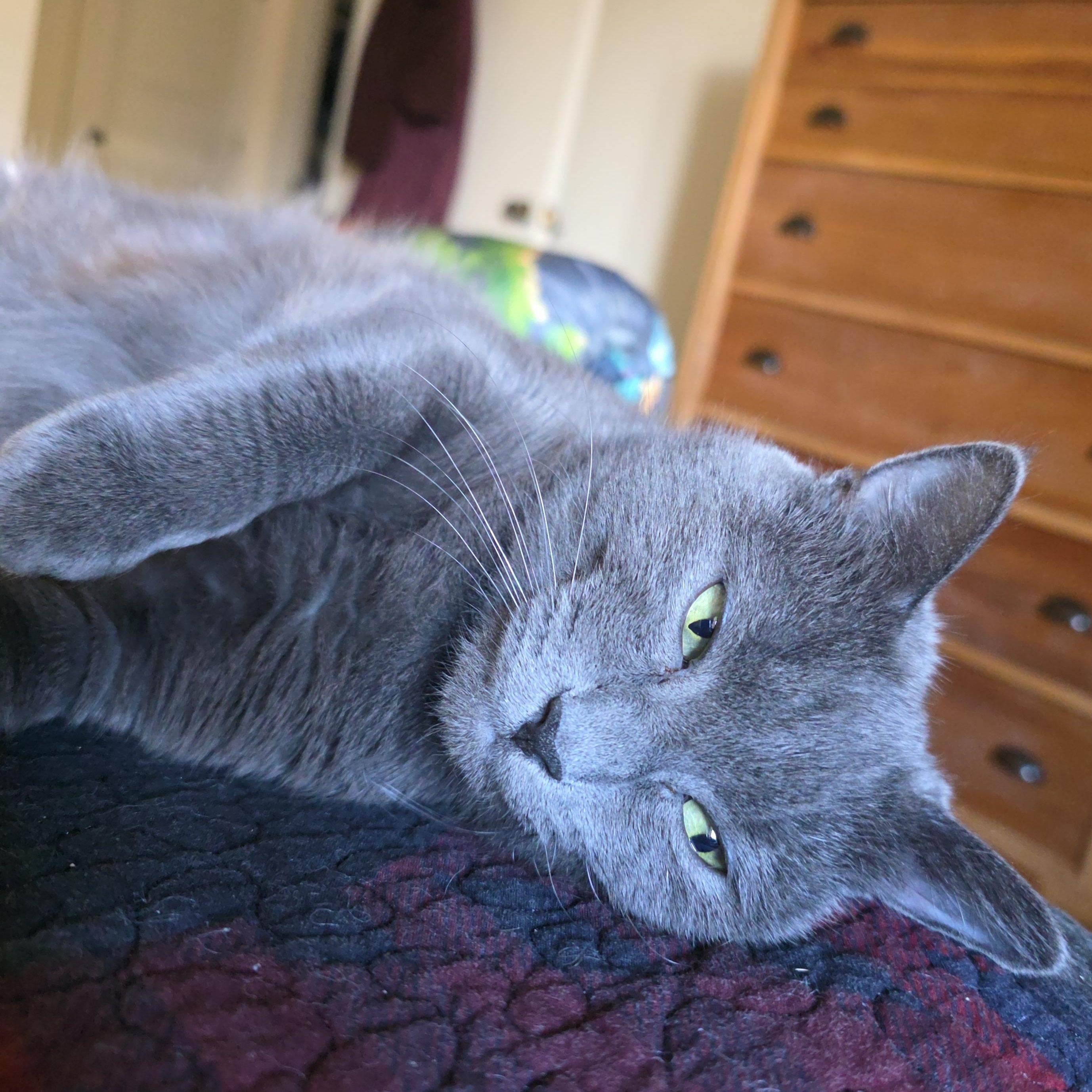 Enlarge Lynley, an adopted Domestic Short Hair in Waynesville, NC image 3/5