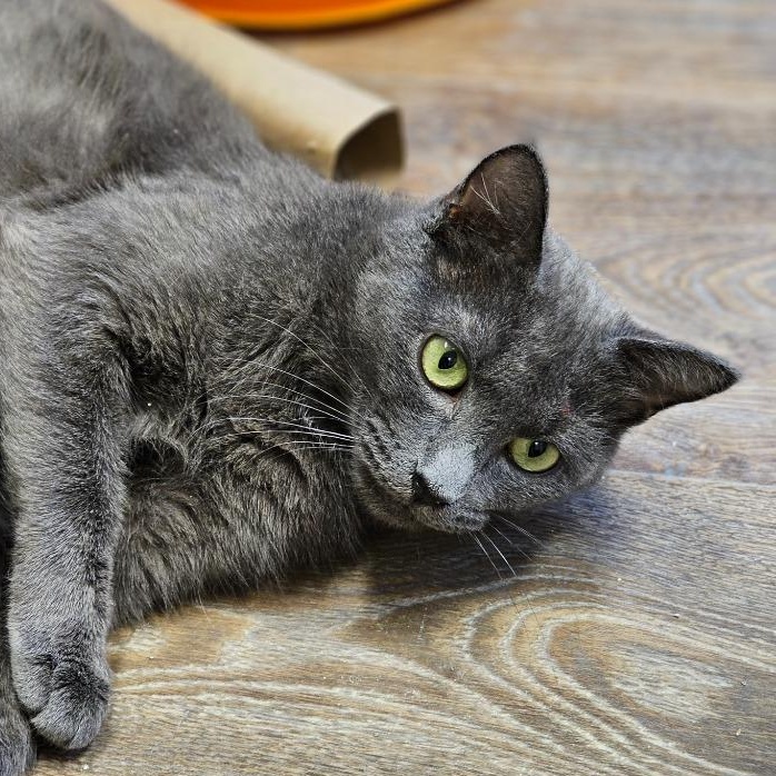 Enlarge Lynley, an adopted Domestic Short Hair in Waynesville, NC image 2/5