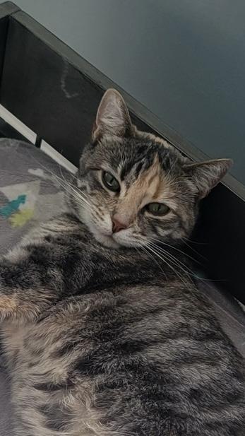 Enlarge Cece, a Adoptable Domestic Short Hair in Chilliwack, BC image 1/1