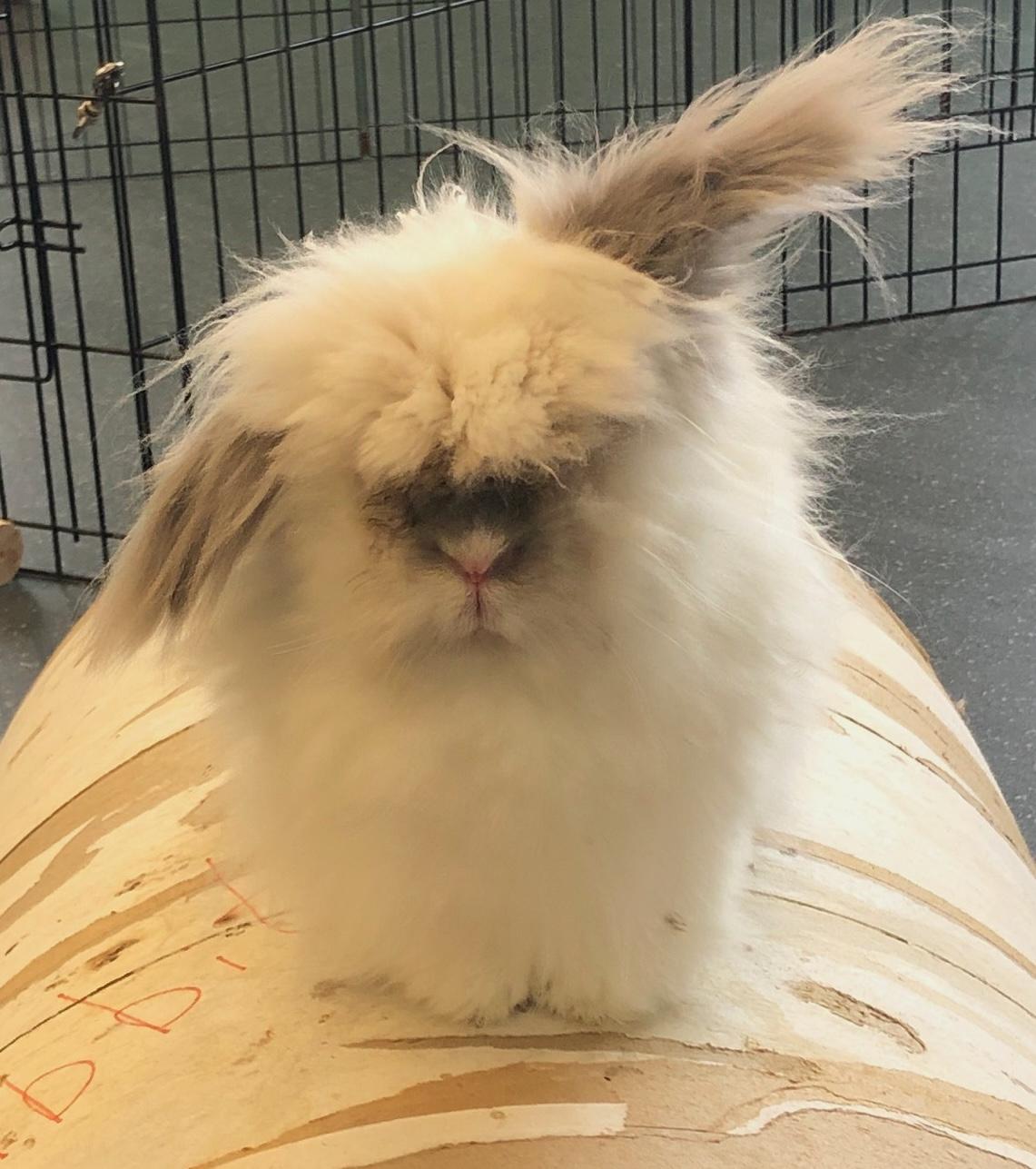 Enlarge Blue (with bondmate Lola), a Adoptable Lionhead in Pittsburgh, PA image 1/6