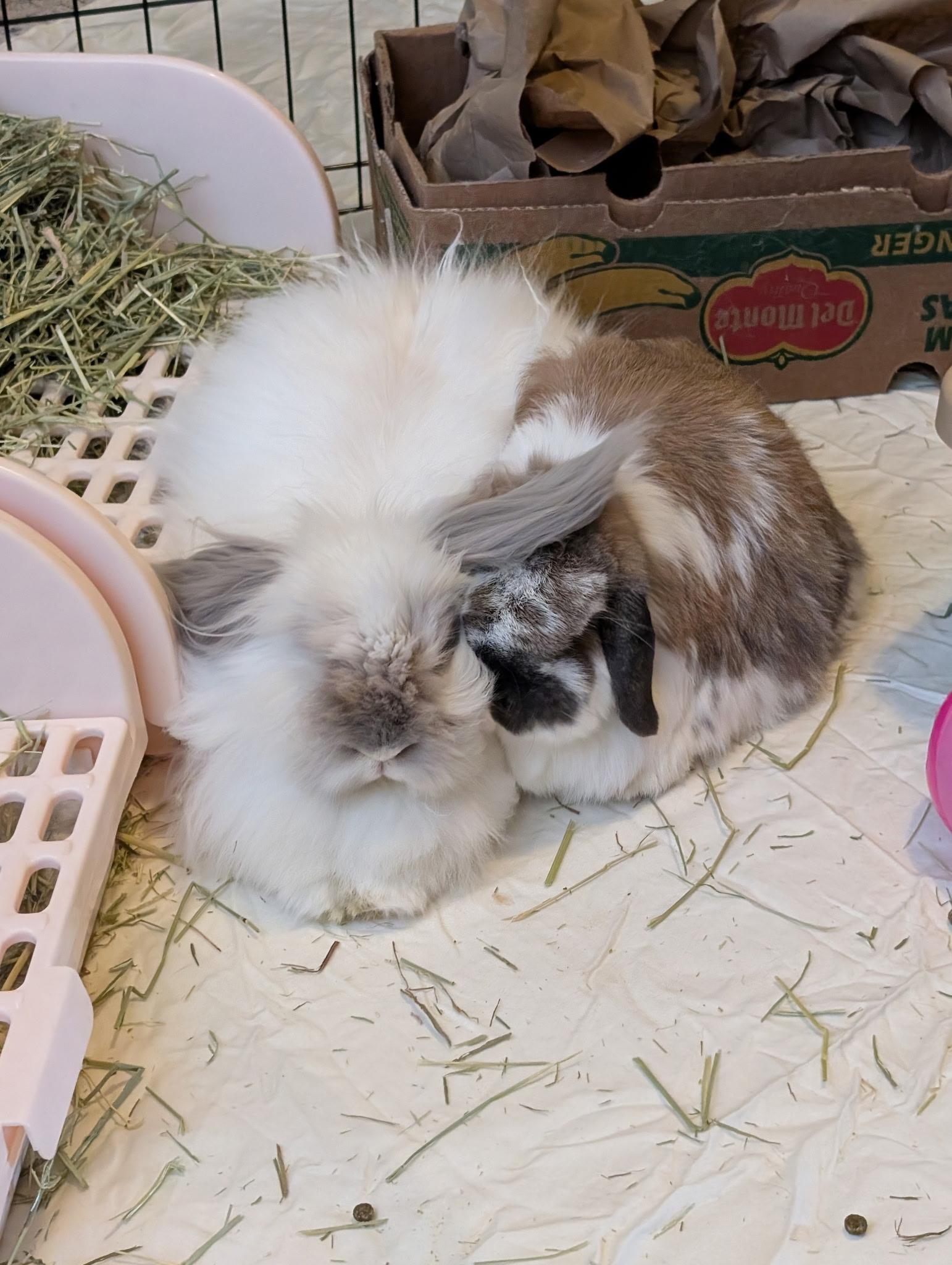 Enlarge Blue (with bondmate Lola), a Adoptable Lionhead in Pittsburgh, PA image 2/6