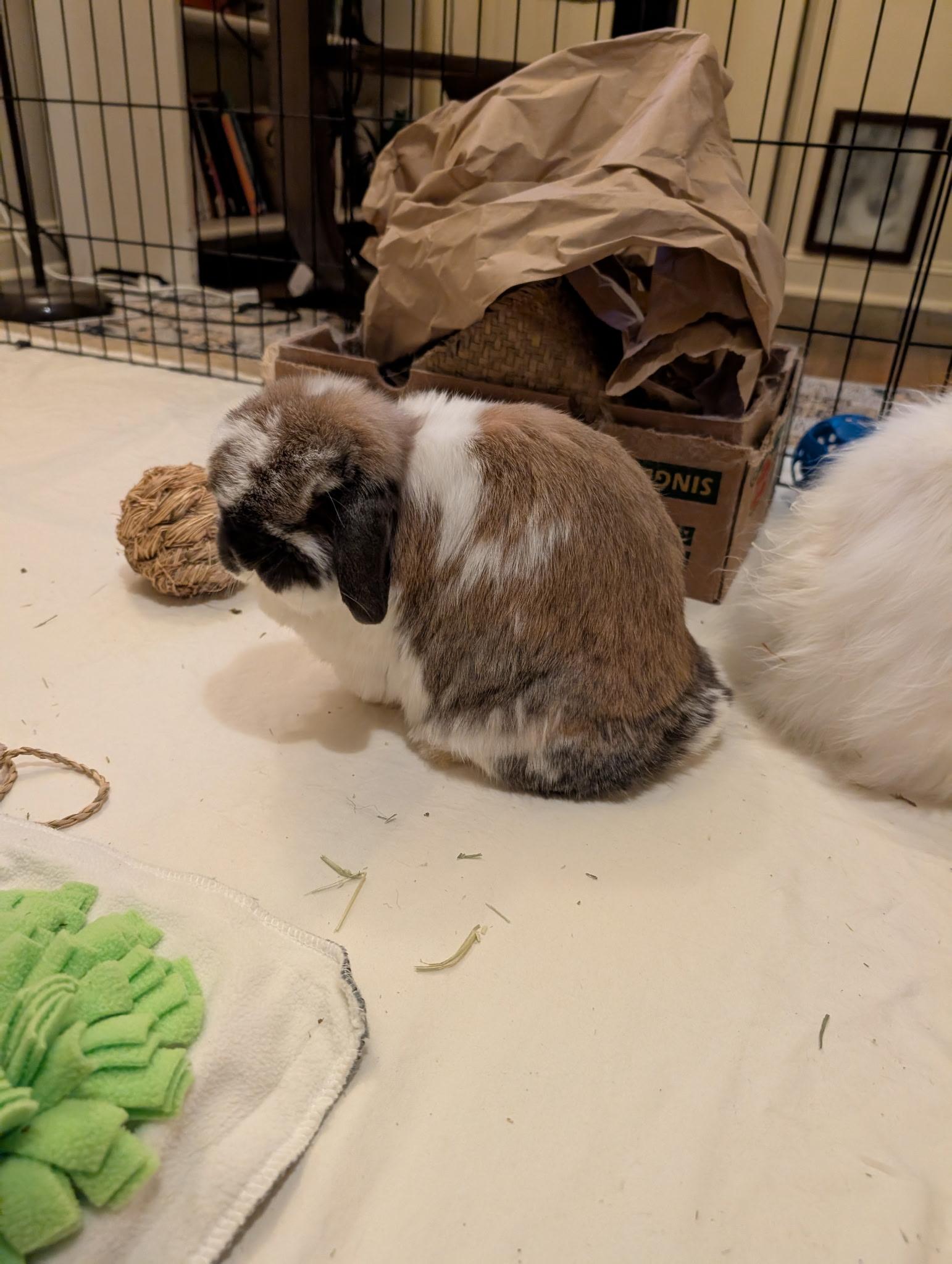 Enlarge Blue (with bondmate Lola), a Adoptable Lionhead in Pittsburgh, PA image 4/6