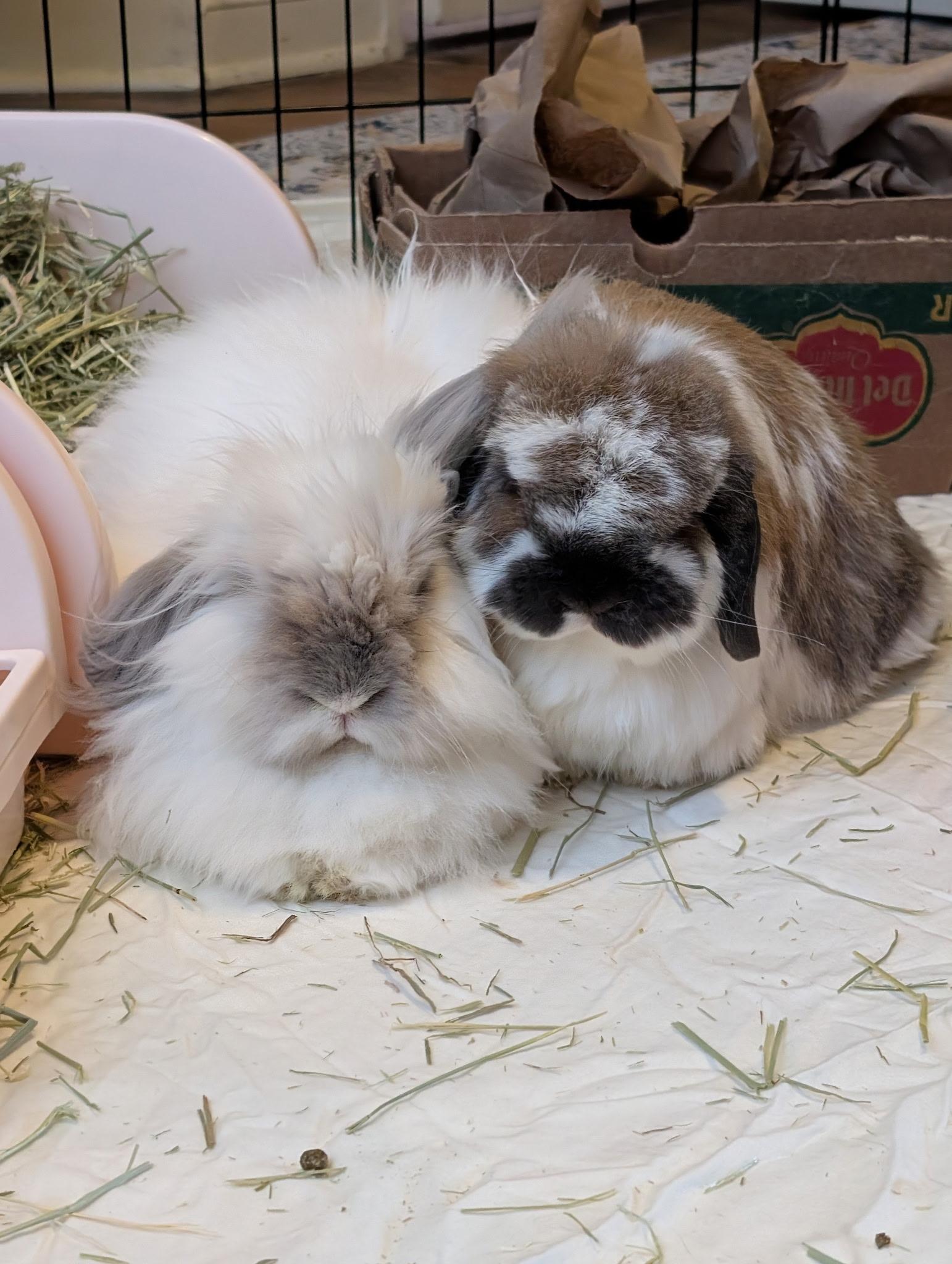 Enlarge Blue (with bondmate Lola), a Adoptable Lionhead in Pittsburgh, PA image 6/6