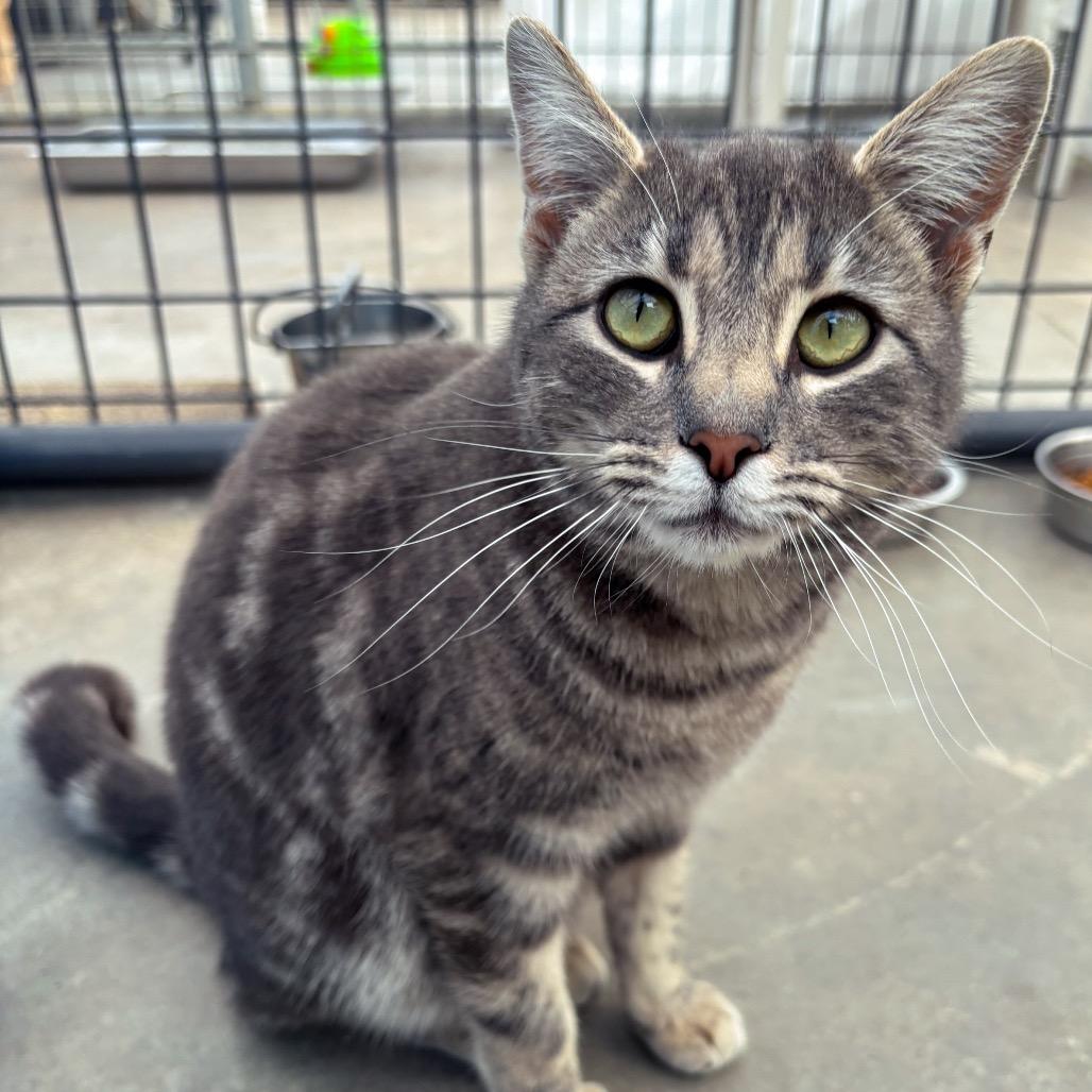 Enlarge Misty, a Adoptable American Shorthair in Taos, NM image 1/2