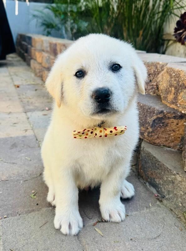 Enlarge Maverick, a Adoptable Great Pyrenees in Valley Village, CA image 1/3