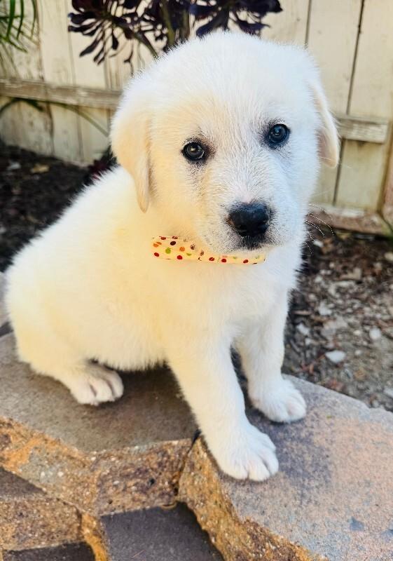 Enlarge Maverick, a Adoptable Great Pyrenees in Valley Village, CA image 2/3