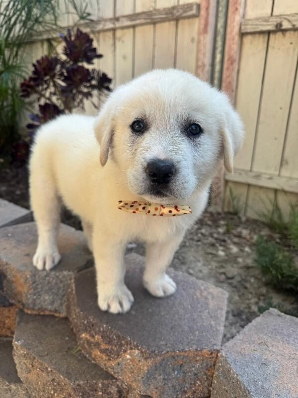 Enlarge Maverick, a Adoptable Great Pyrenees in Valley Village, CA image 3/3