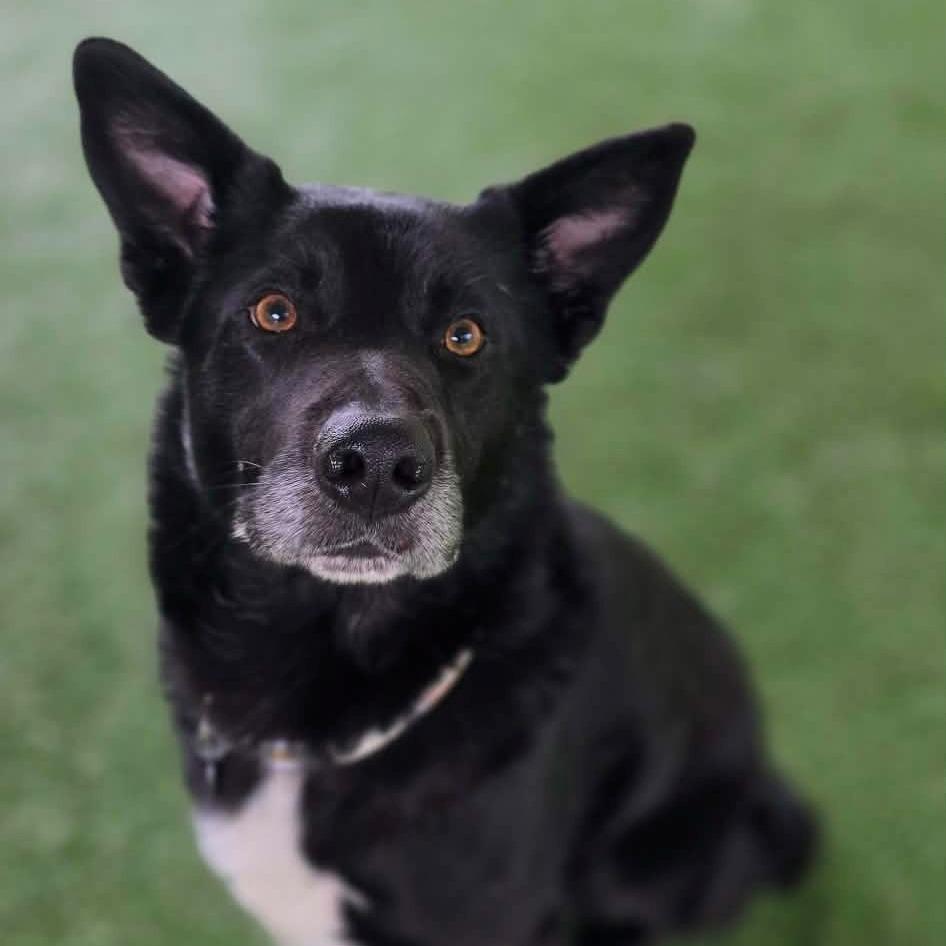 Bear, Adoptable, Adult Male German Shepherd Dog.
