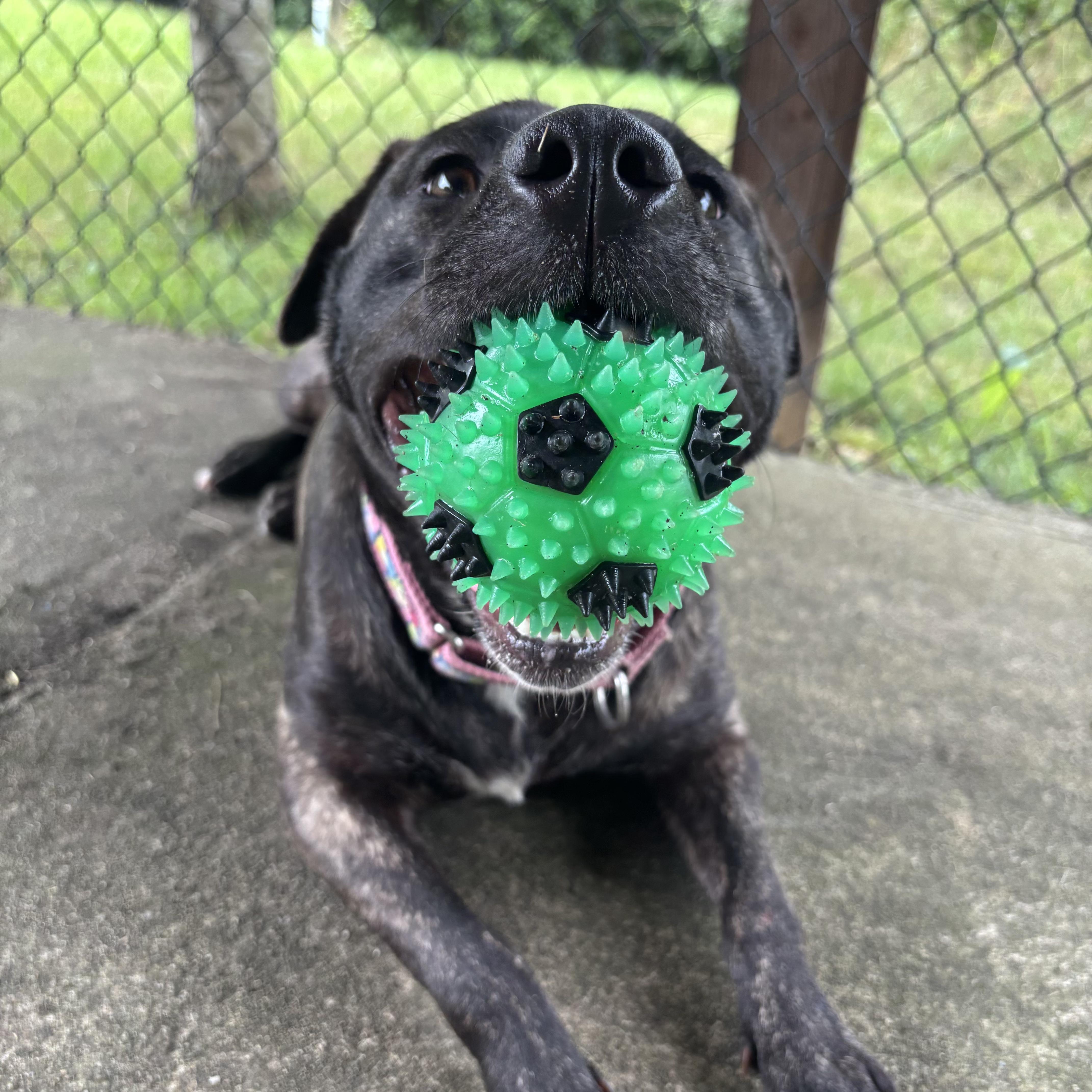 Enlarge Mia, a Adoptable Mixed Breed in Waynesburg, PA image 3/6