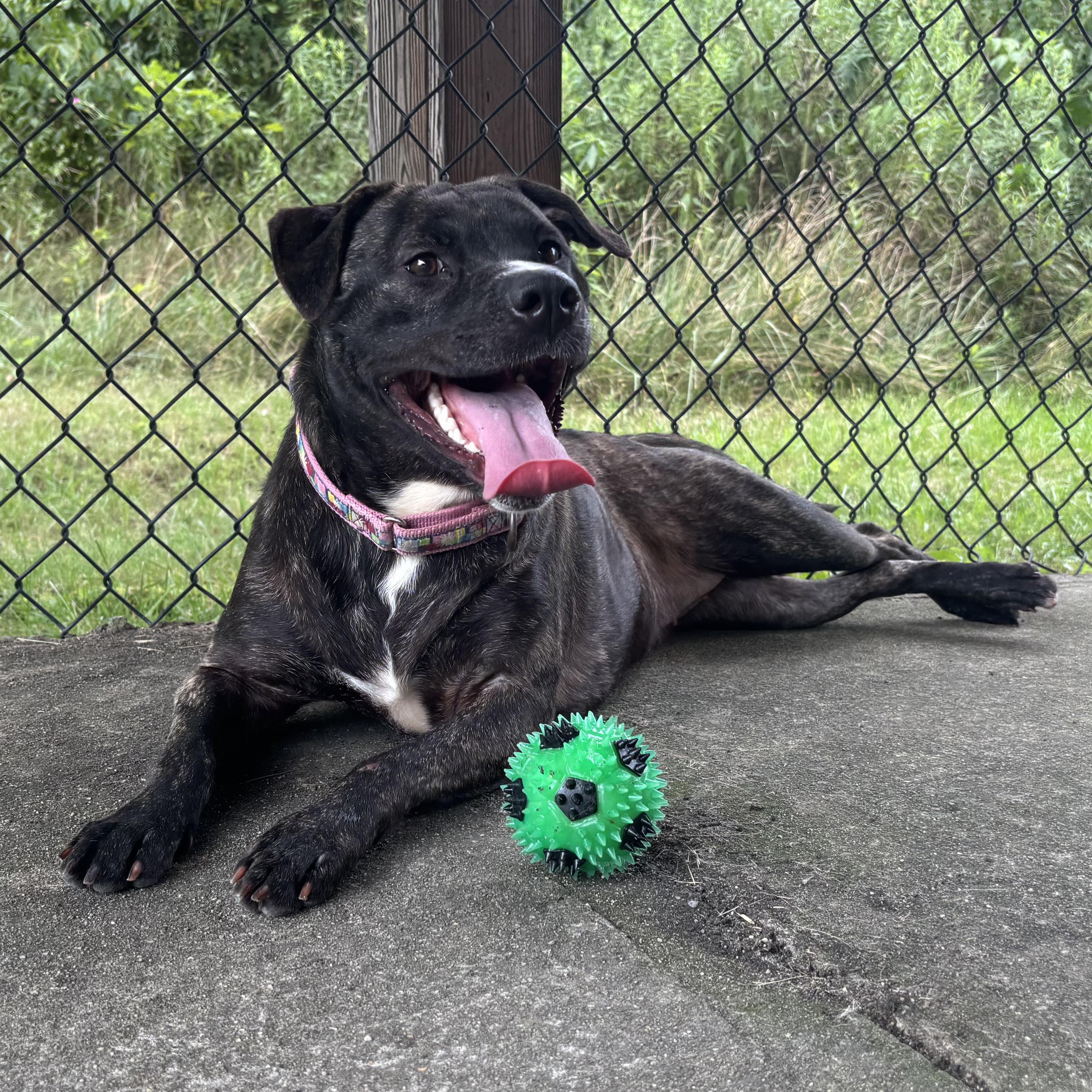 Mia, Adoptable, Young Male Mixed Breed.