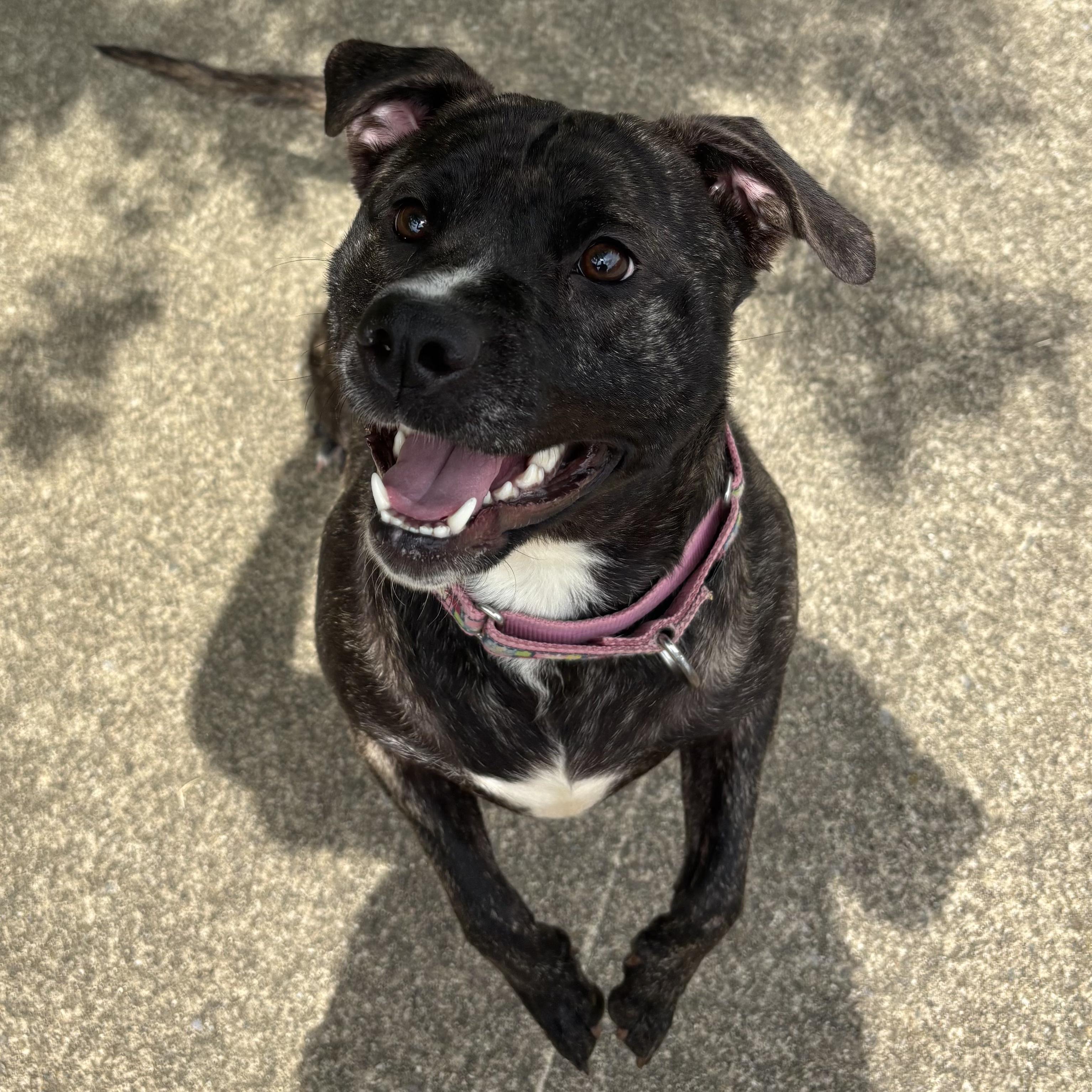 Enlarge Mia, a Adoptable Mixed Breed in Waynesburg, PA image 2/6