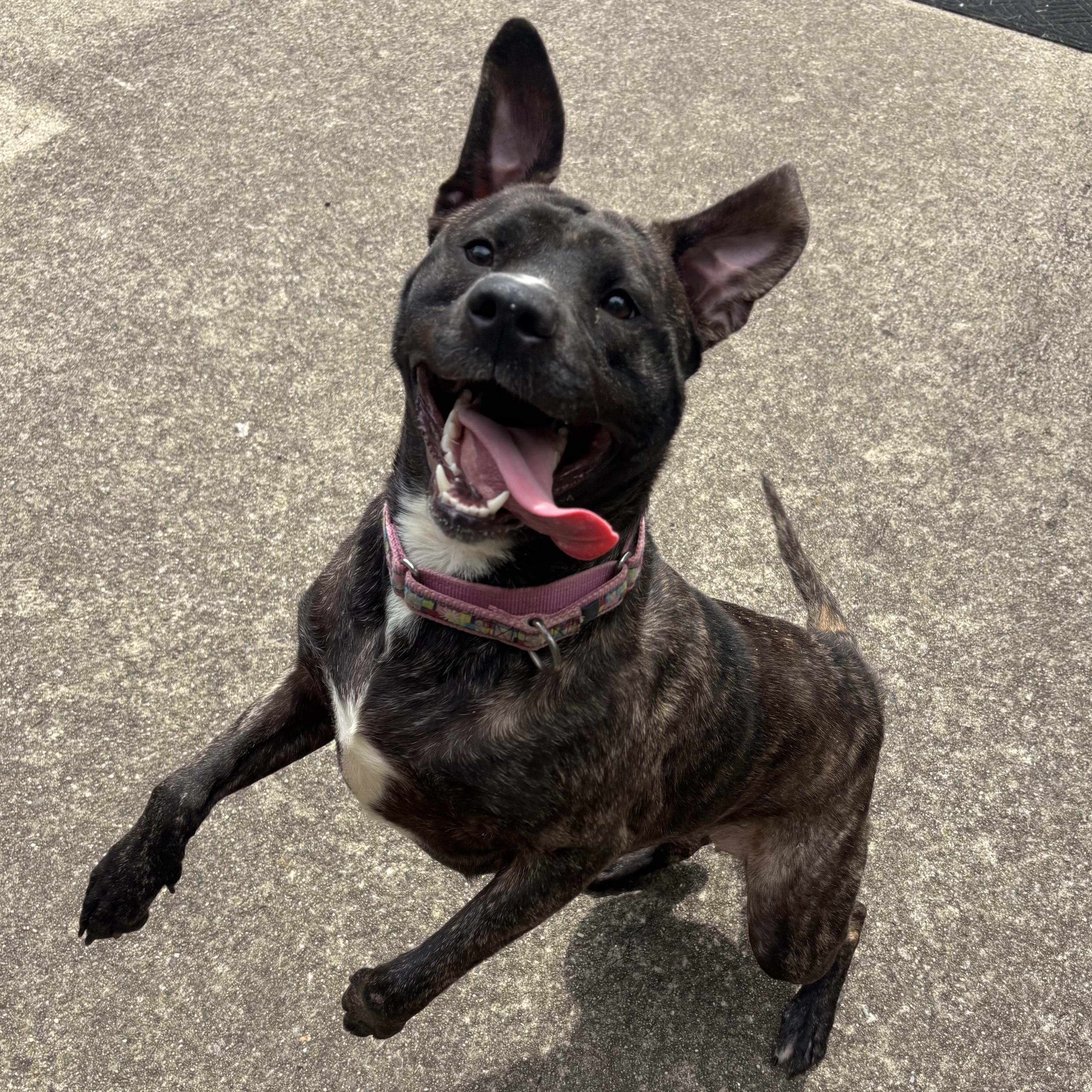 Enlarge Mia, a Adoptable Mixed Breed in Waynesburg, PA image 4/6