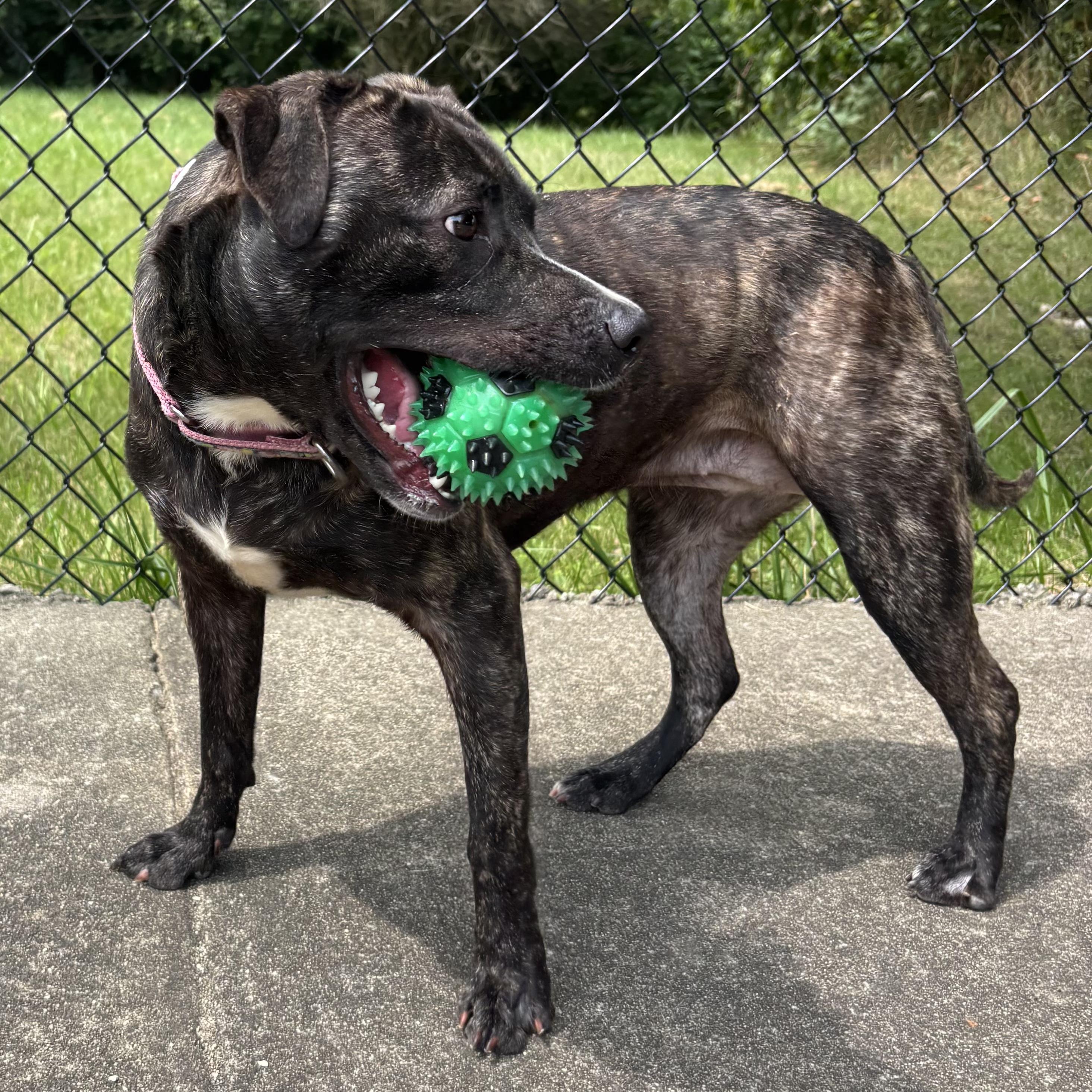 Enlarge Mia, a Adoptable Mixed Breed in Waynesburg, PA image 5/6