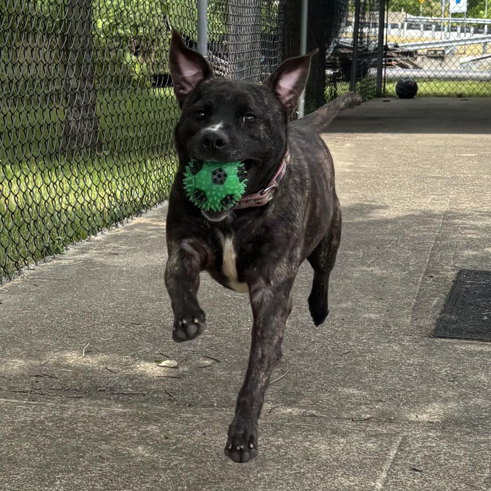 Enlarge Mia, a Adoptable Mixed Breed in Waynesburg, PA image 6/6