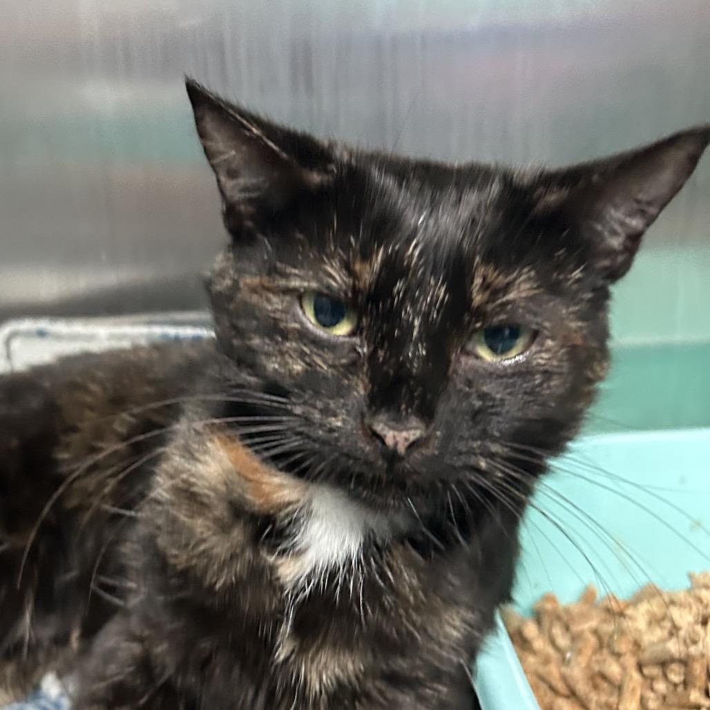 Enlarge Speckles, a Adoptable Domestic Short Hair in Lakeland, FL image 1/2