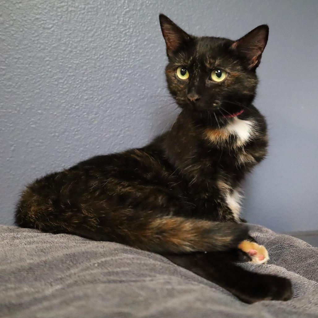 Enlarge Speckles, a Adoptable Domestic Short Hair in Lakeland, FL image 2/2