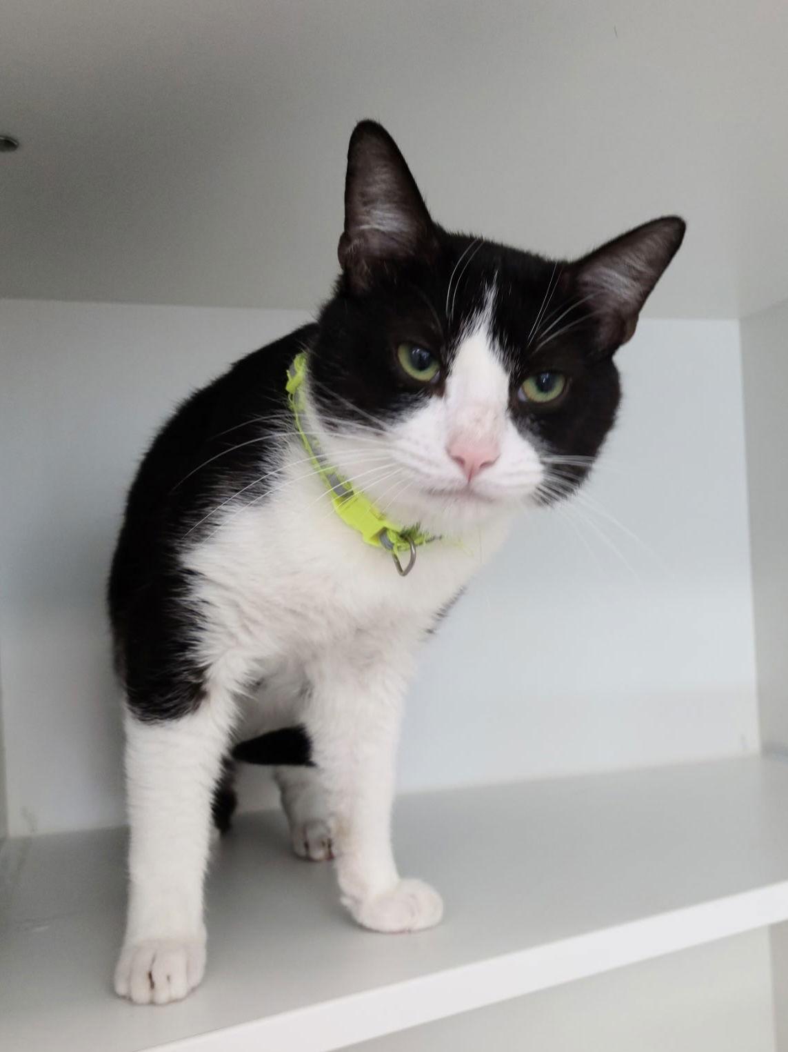 Enlarge Fiedel McKelvey, a Adoptable Domestic Short Hair in Satellite Beach, FL image 2/3