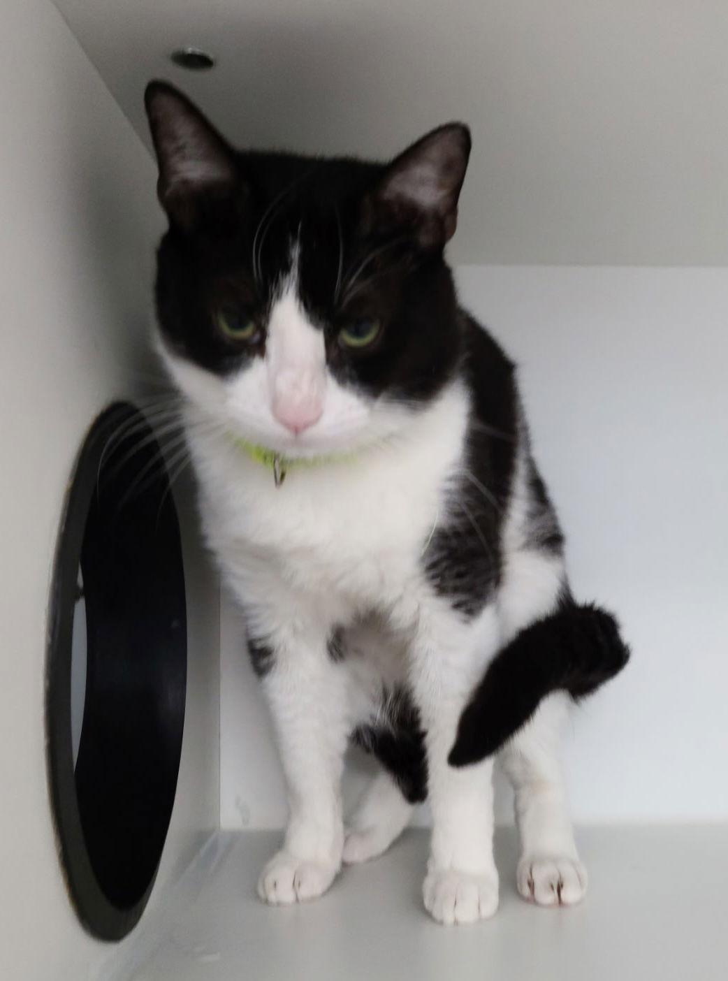 Enlarge Fiedel McKelvey, a Adoptable Domestic Short Hair in Satellite Beach, FL image 3/3