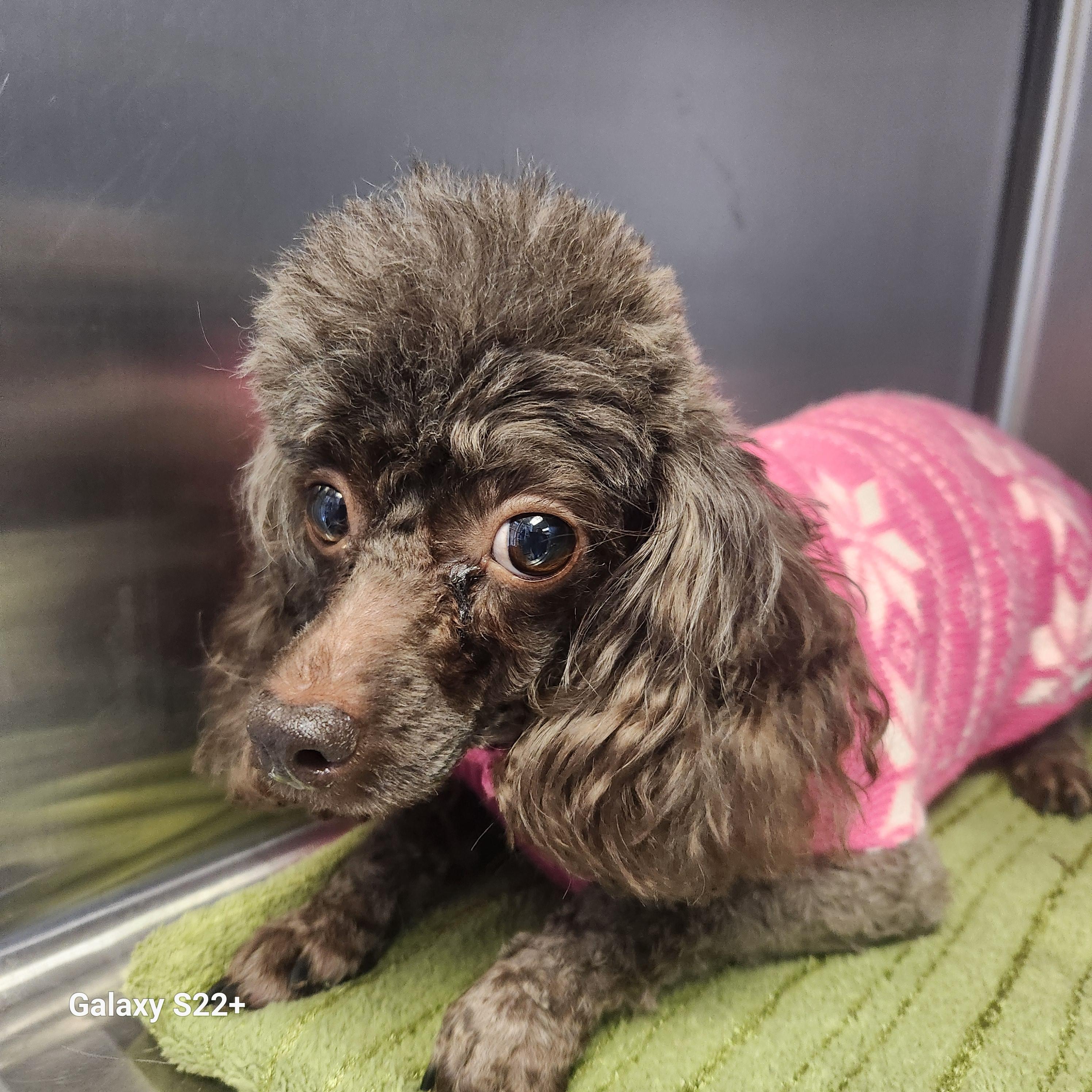 Enlarge Mocha, a ADOPTABLE Poodle (Toy) in North Augusta, SC image 3/4