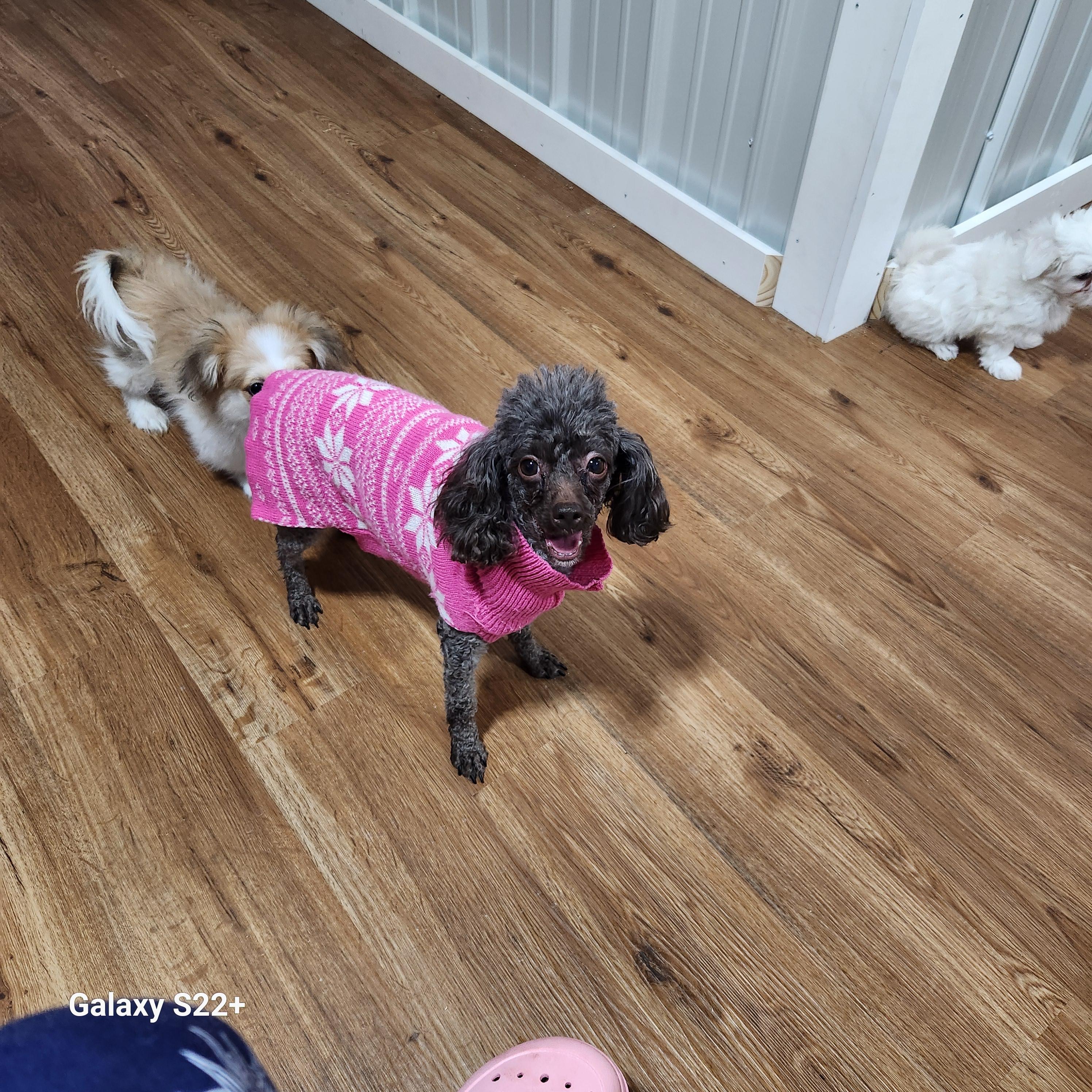 Enlarge Mocha, a ADOPTABLE Poodle (Toy) in North Augusta, SC image 4/4