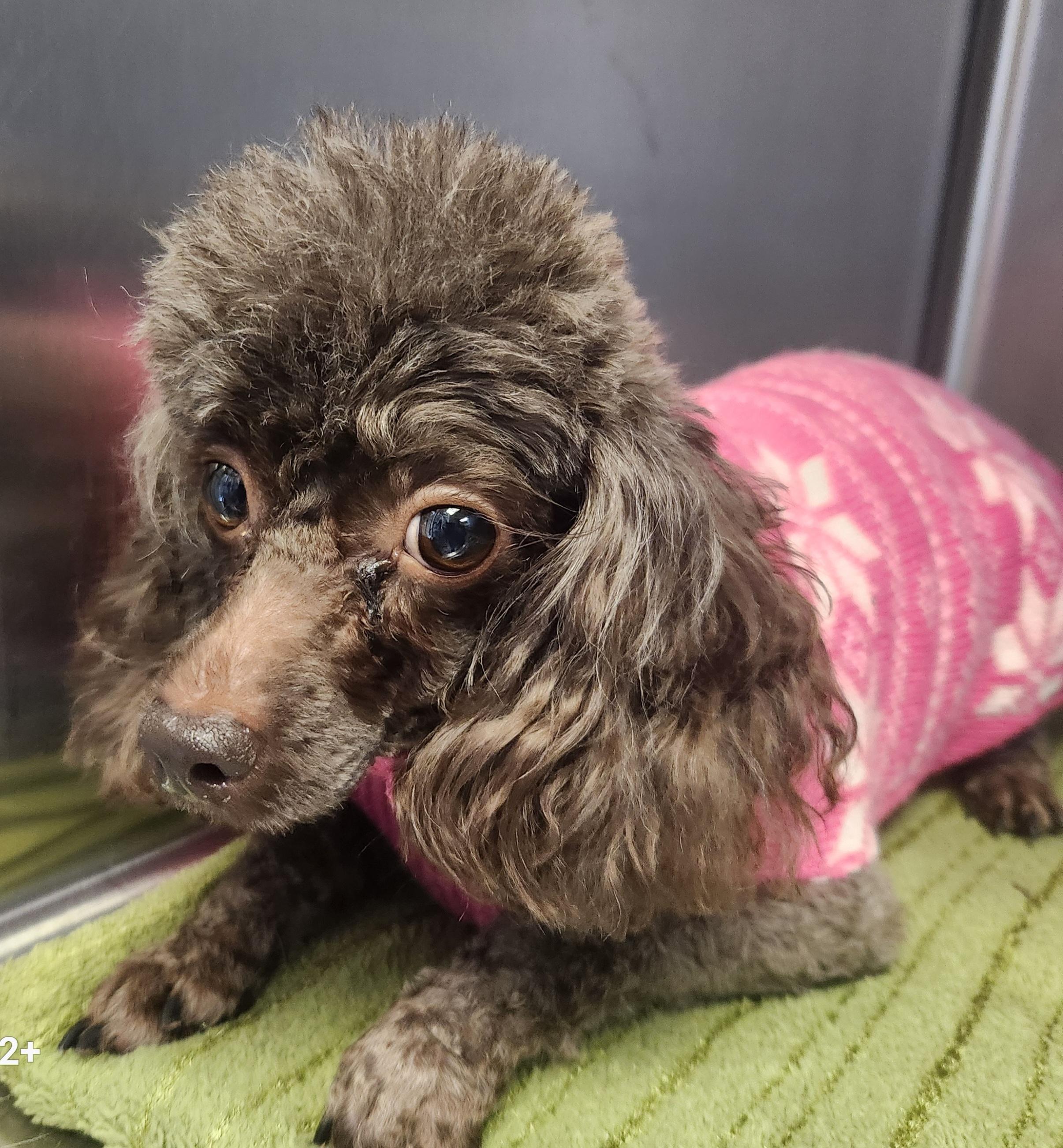 Mocha, ADOPTABLE, Adult Female Poodle (Toy).