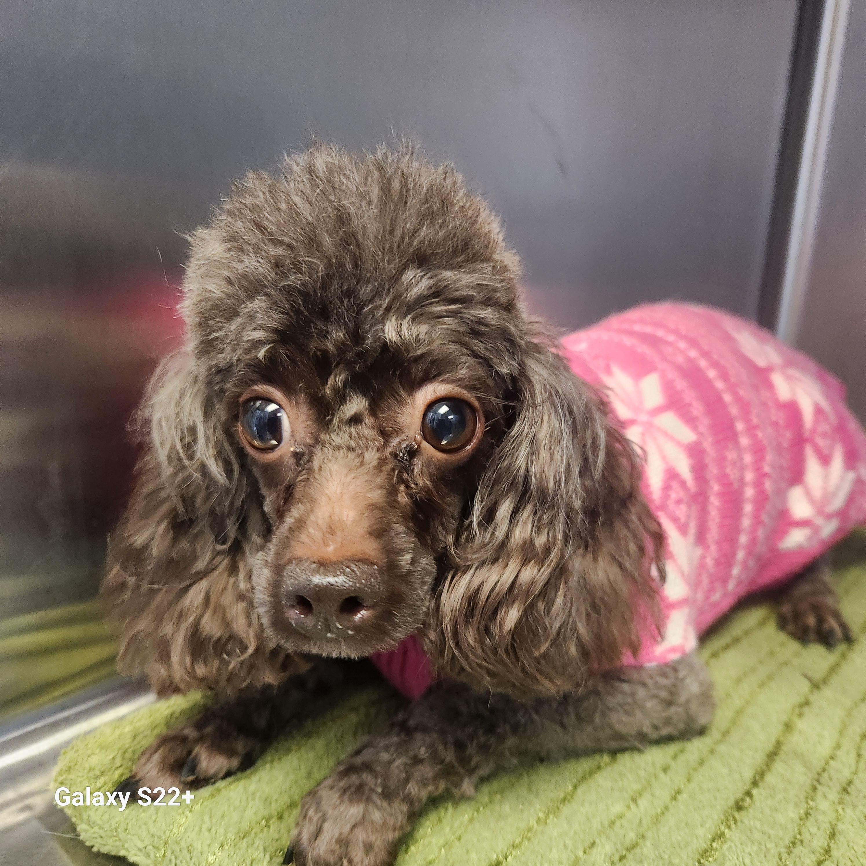 Enlarge Mocha, a ADOPTABLE Poodle (Toy) in North Augusta, SC image 2/4