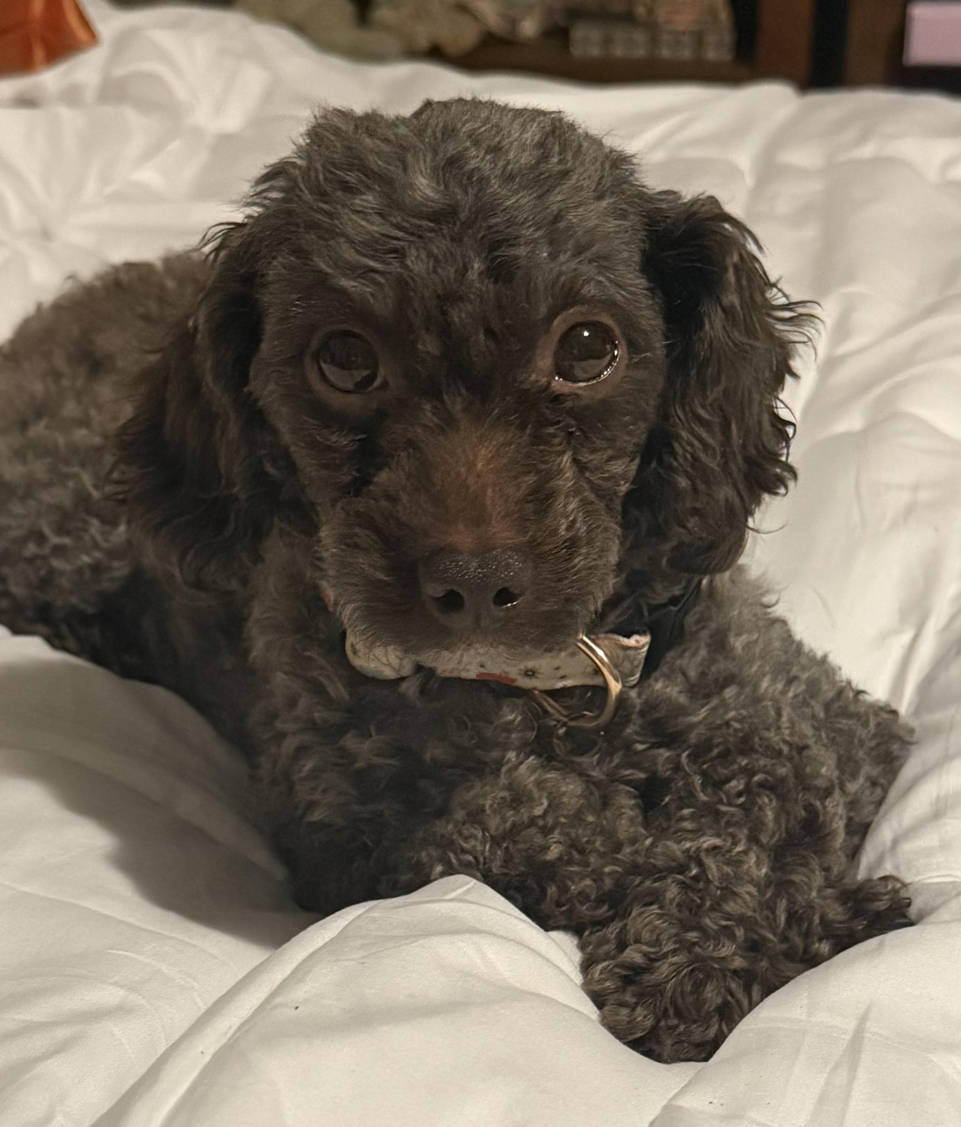 Enlarge Mocha, a ADOPTABLE Poodle (Toy) in North Augusta, SC image 1/2