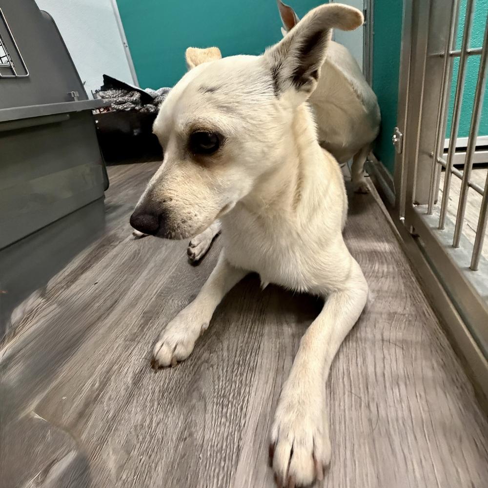 Enlarge Christopher Robin, a Adoptable mixed breed in Hurricane, UT image 4/5