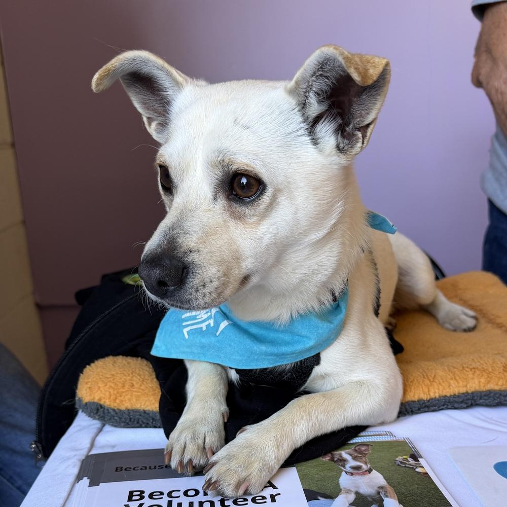 Enlarge Christopher Robin, a Adoptable mixed breed in Hurricane, UT image 1/5