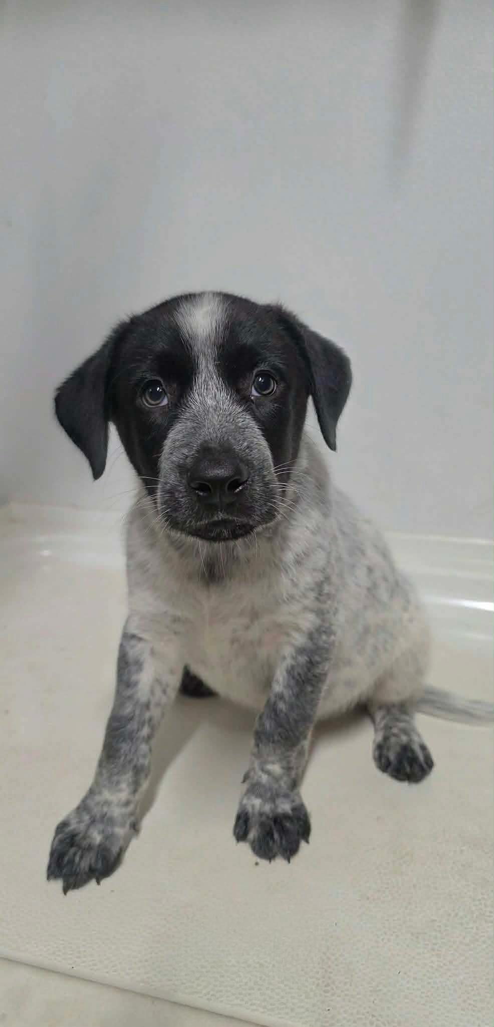 Enlarge Mumford, a Adoptable Mixed Breed in Argyle, NY image 2/2