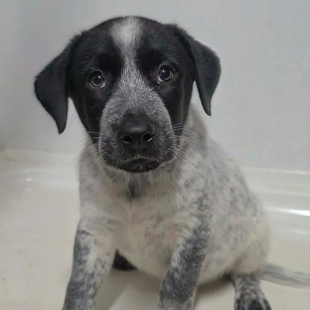 Enlarge Mumford, a Adoptable Mixed Breed in Argyle, NY image 1/2
