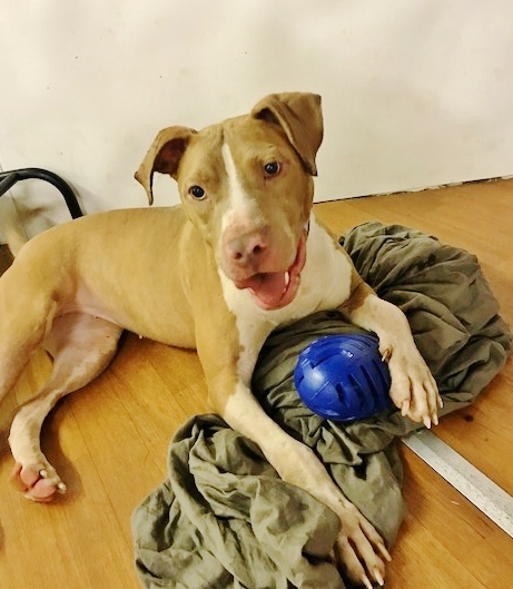 Enlarge Lady, a Adoptable Pit Bull Terrier in Greentown, PA image 1/10