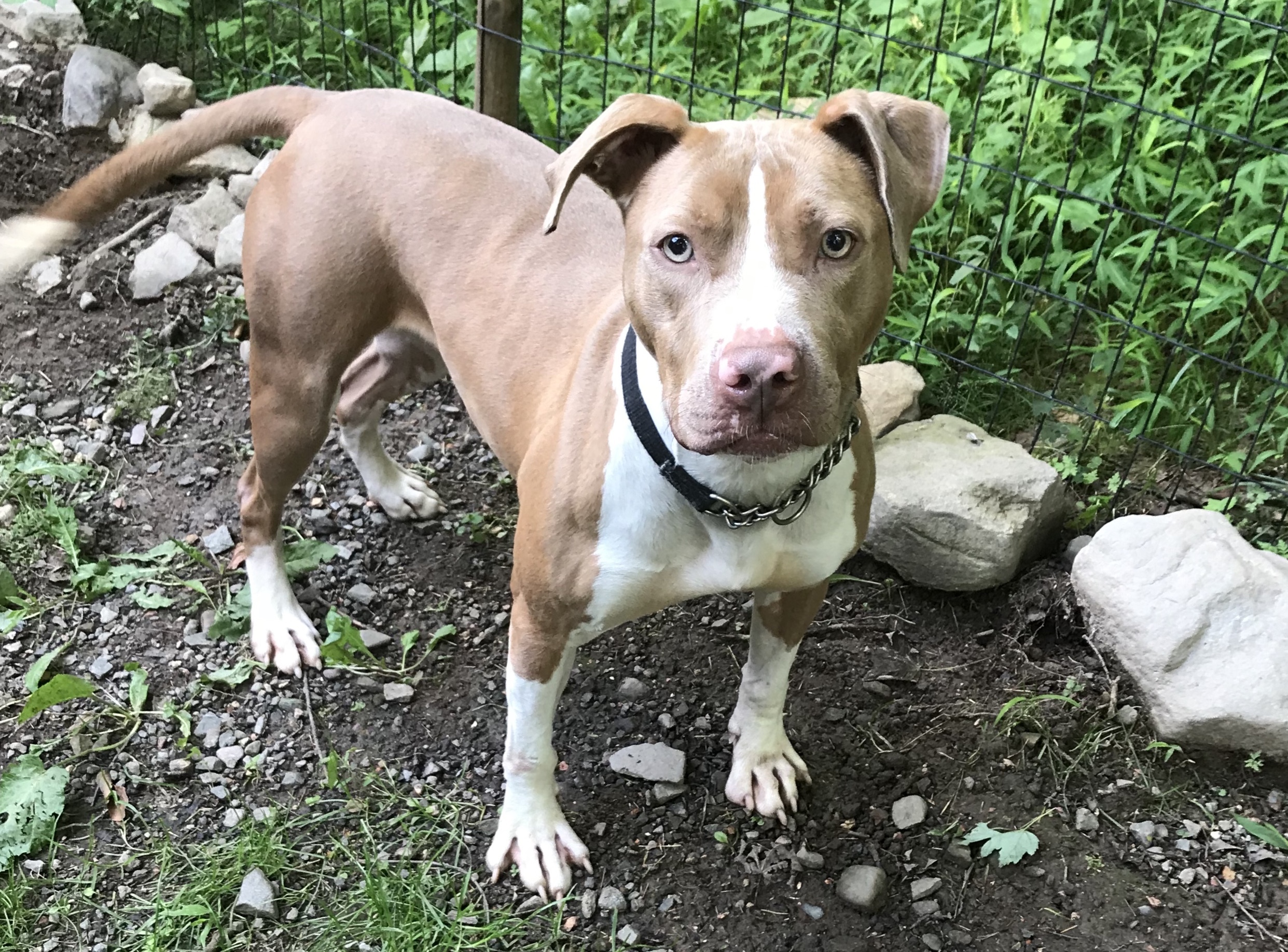 Enlarge Lady, a Adoptable Pit Bull Terrier in Greentown, PA image 2/10