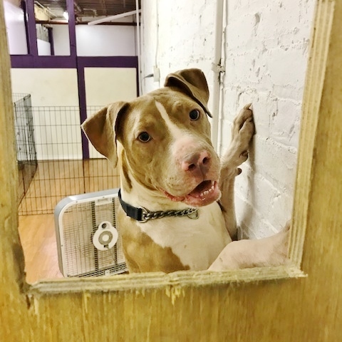 Enlarge Lady, a Adoptable Pit Bull Terrier in Greentown, PA image 3/10