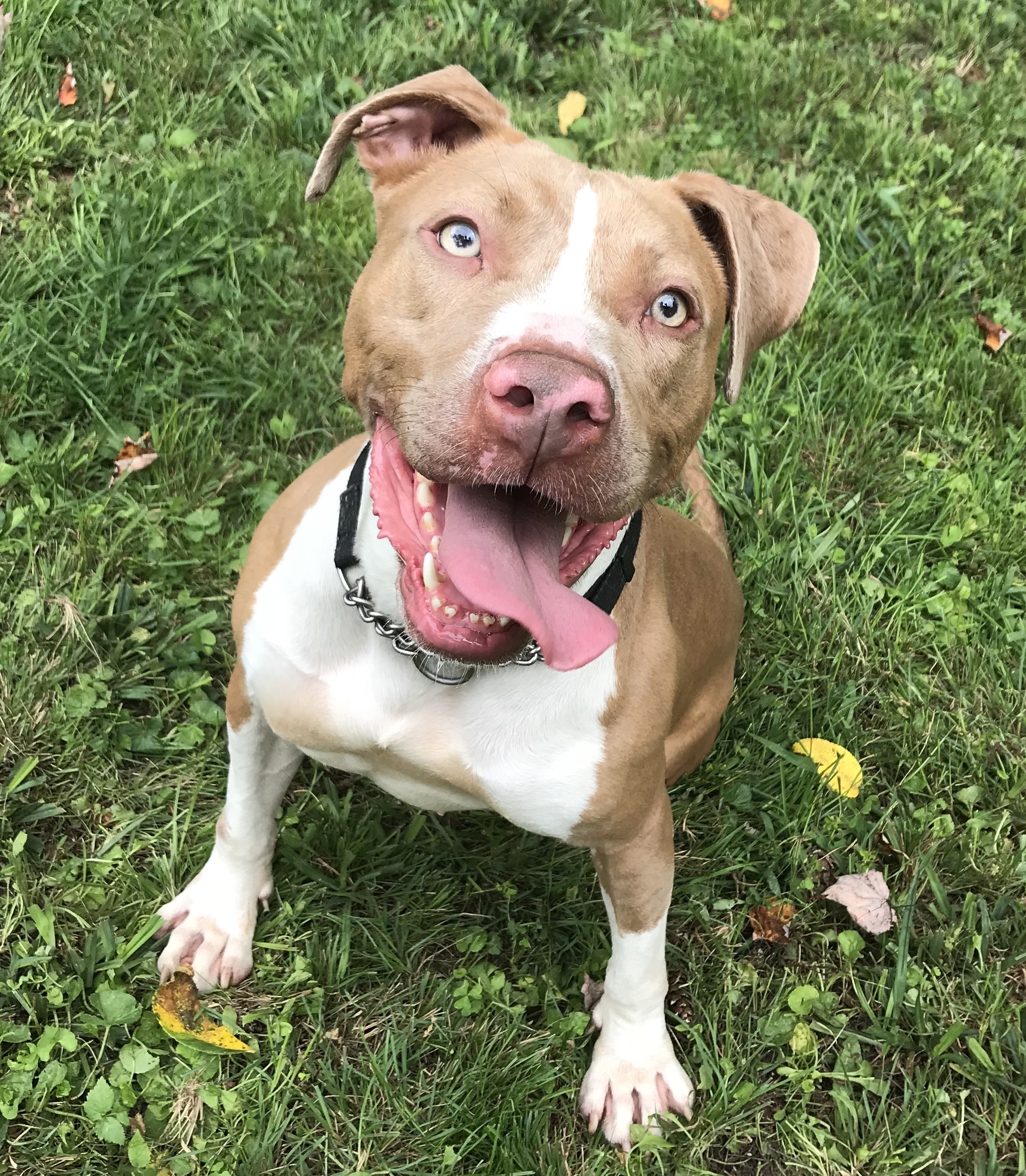 Enlarge Lady, a Adoptable Pit Bull Terrier in Greentown, PA image 4/10