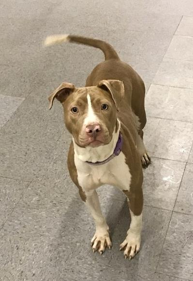 Enlarge Lady, a Adoptable Pit Bull Terrier in Greentown, PA image 5/10